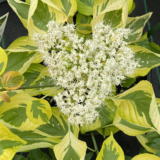 Clusters of small white flowers bloom on the Golden Shadows® Pagoda Dogwood (Cornus), which has green and yellow variegated leaves with creamy edges and vivid veins - Photo Property of Garden Crossings LLC