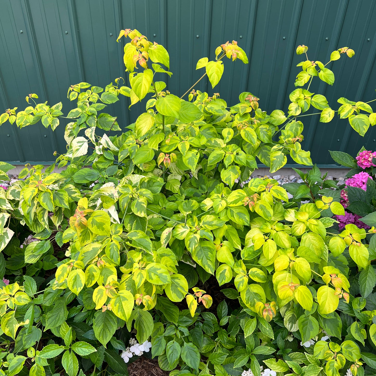 Golden Shadows® Pagoda Dogwood (Cornus) - Photo Property of Garden Crossings LLC