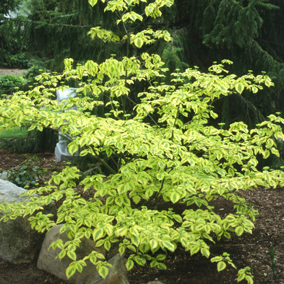 Golden Shadows® Pagoda Dogwood (Cornus) - Photo Courtesy of Proven Winners, Inc.