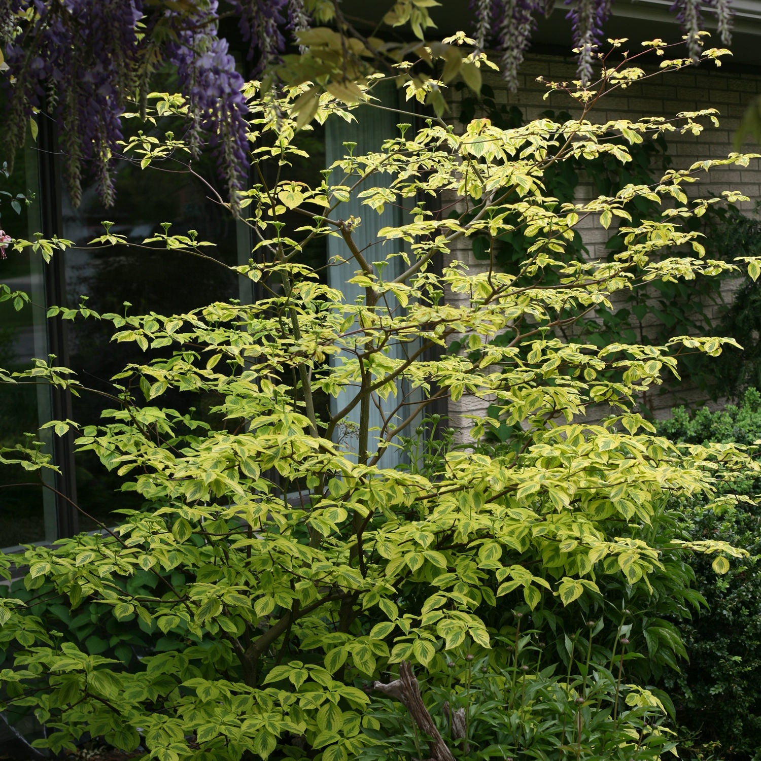 Golden Shadows® Pagoda Dogwood (Cornus) - Photo Courtesy of Proven Winners, Inc.