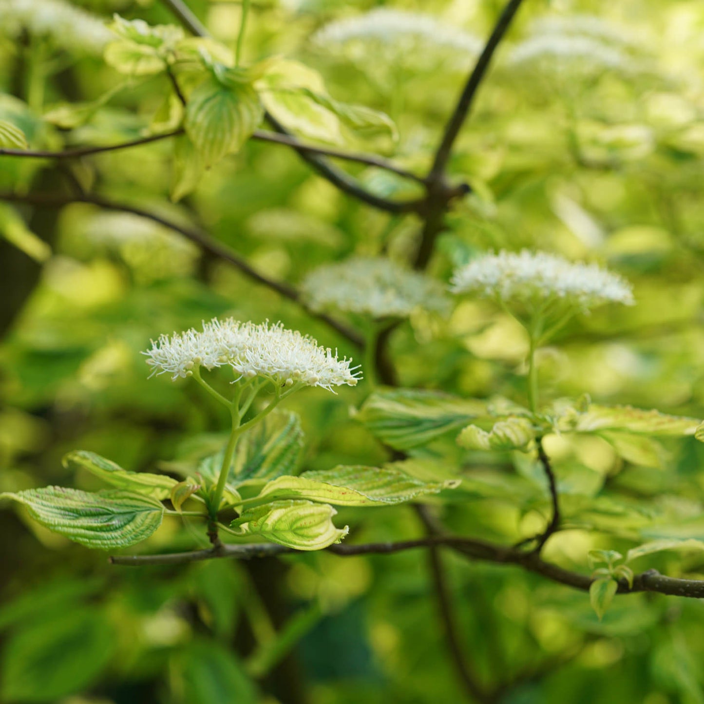 Golden Shadows® Pagoda Dogwood (Cornus) - Photo Courtesy of Proven Winners, Inc.