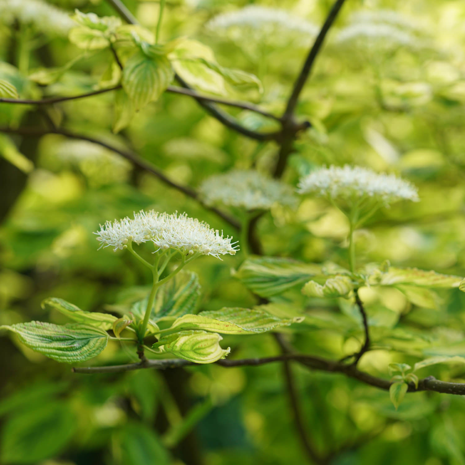 Golden Shadows® Pagoda Dogwood (Cornus) - Photo Courtesy of Proven Winners, Inc.