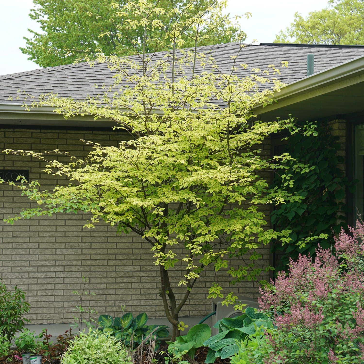 Golden Shadows® Pagoda Dogwood (Cornus) - Photo Courtesy of Proven Winners, Inc.