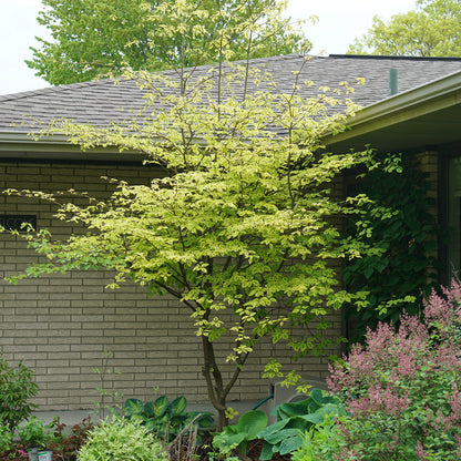 Golden Shadows® Pagoda Dogwood (Cornus) - Photo Courtesy of Proven Winners, Inc.