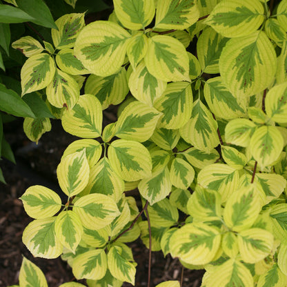 Golden Shadows® Pagoda Dogwood (Cornus) - Photo Courtesy of Proven Winners, Inc.