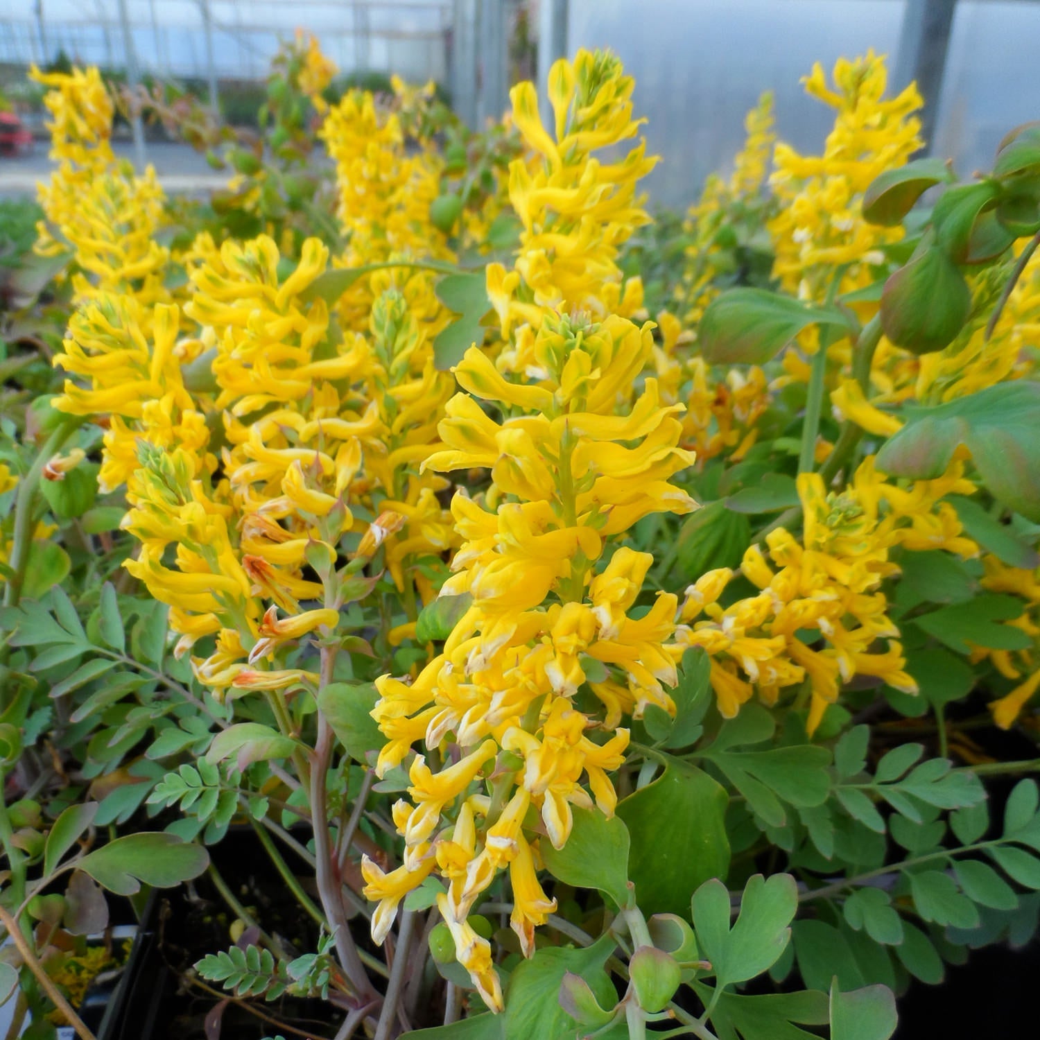 'Canary Feathers' Corydalis with bright yellow flower spikes and delicate, fern-like green leaves - Photo Property of Garden Crossings LLC.