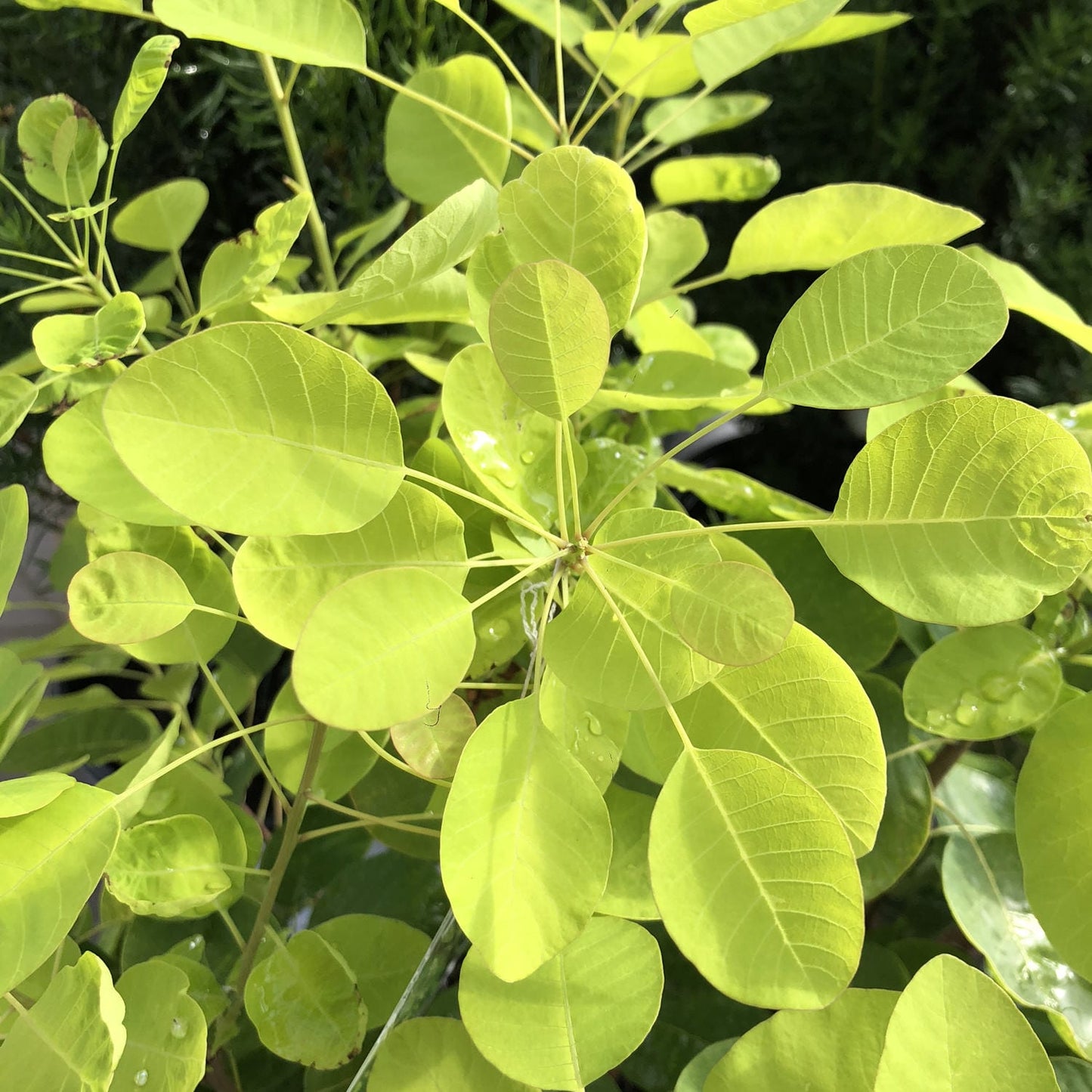 Winecraft Gold® Smokebush (Cotinus) - Photo Property of Garden Crossings LLC