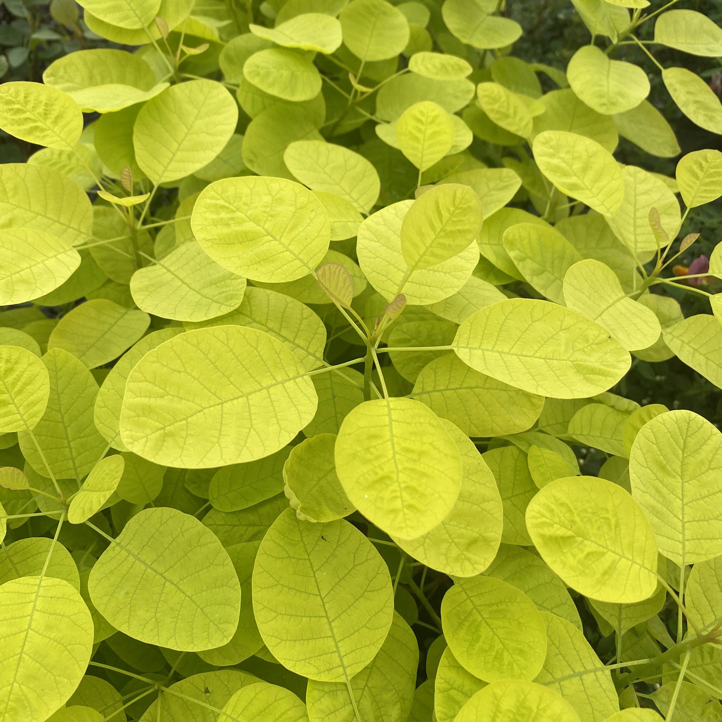 Winecraft Gold® Smokebush (Cotinus) - Photo Property of Garden Crossings LLC