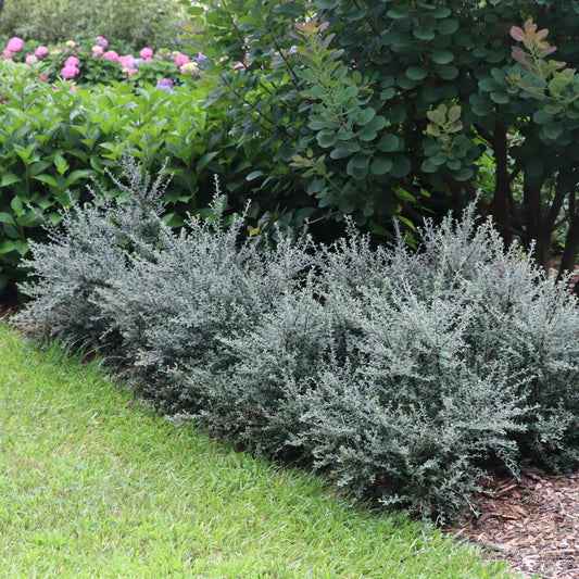 Silverstone™ Cotoneaster - Photo Courtesy of Proven Winners, Inc.