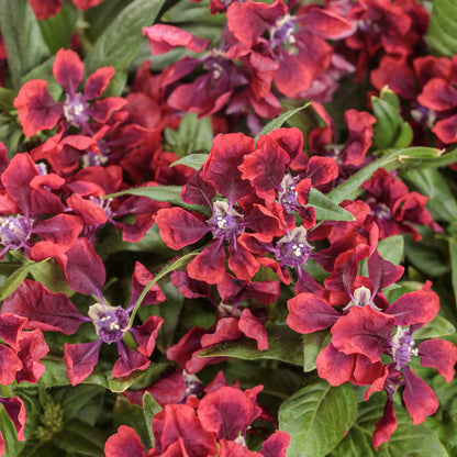 Clusters of Totally Tempted™ Richly Red™ Cuphea showcase ruffled red petals with purple-red centers and lush green leaves - Photo Courtesy of Proven Winners, Inc.