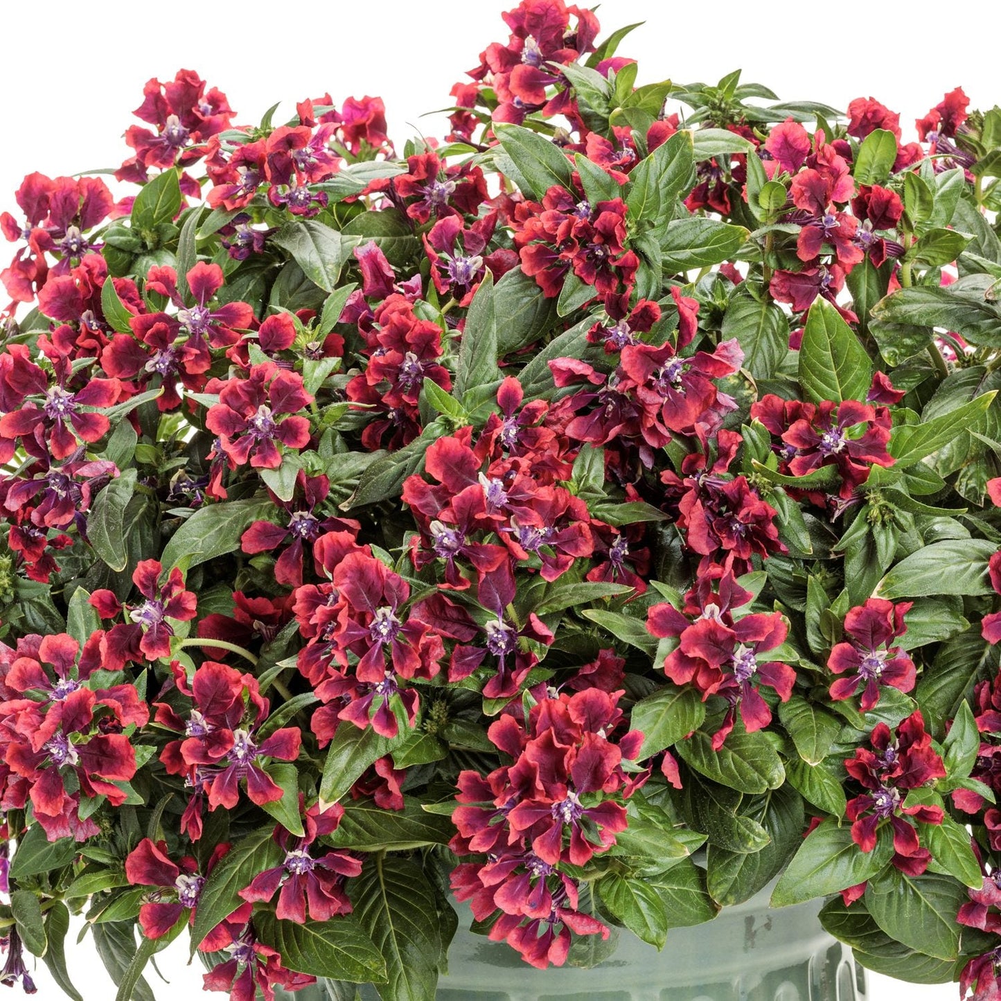 The Totally Tempted™ Richly Red™ Cuphea, a long-blooming annual, showcases dense green leaves and vibrant red flowers in a light green pot set against a white background - Photo Courtesy of Proven Winners, Inc. Decorative pot not included.