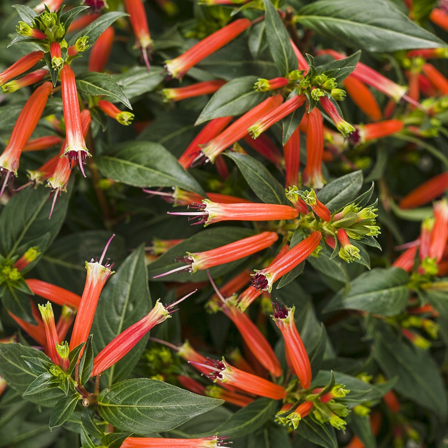 Proven Winners Vermillionaire Firecracker Plant - Thumbnail 4