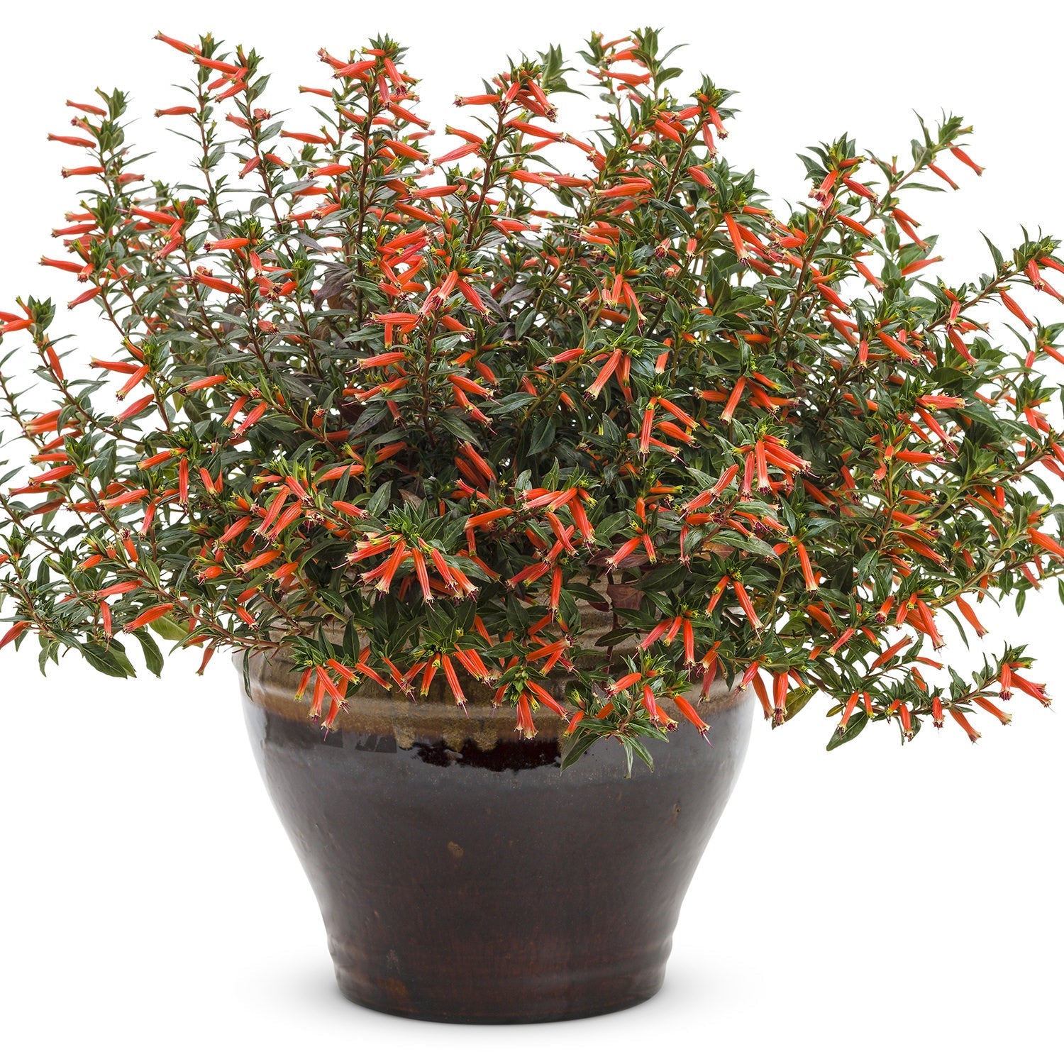 Proven Winners Vermillionaire Firecracker Plant
