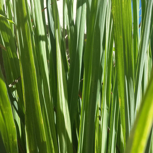 Lemon Grass Cymbopogon - Photo Courtesy of Ball Horticulure, Inc.