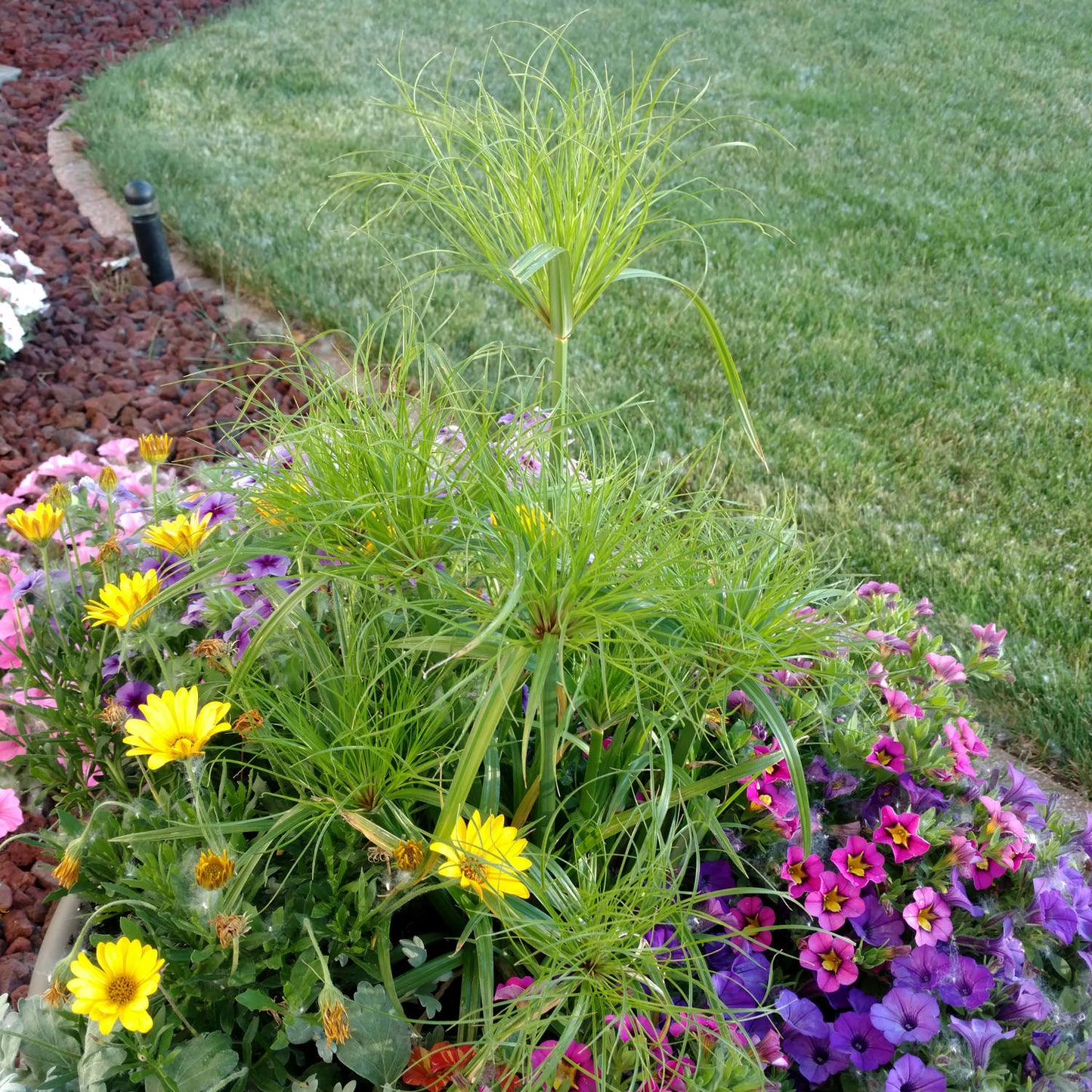 Graceful Grasses® Prince Tut™ Dwarf Egyptian Papyrus (Cyperus) - Photo Property of Garden Crossings LLC