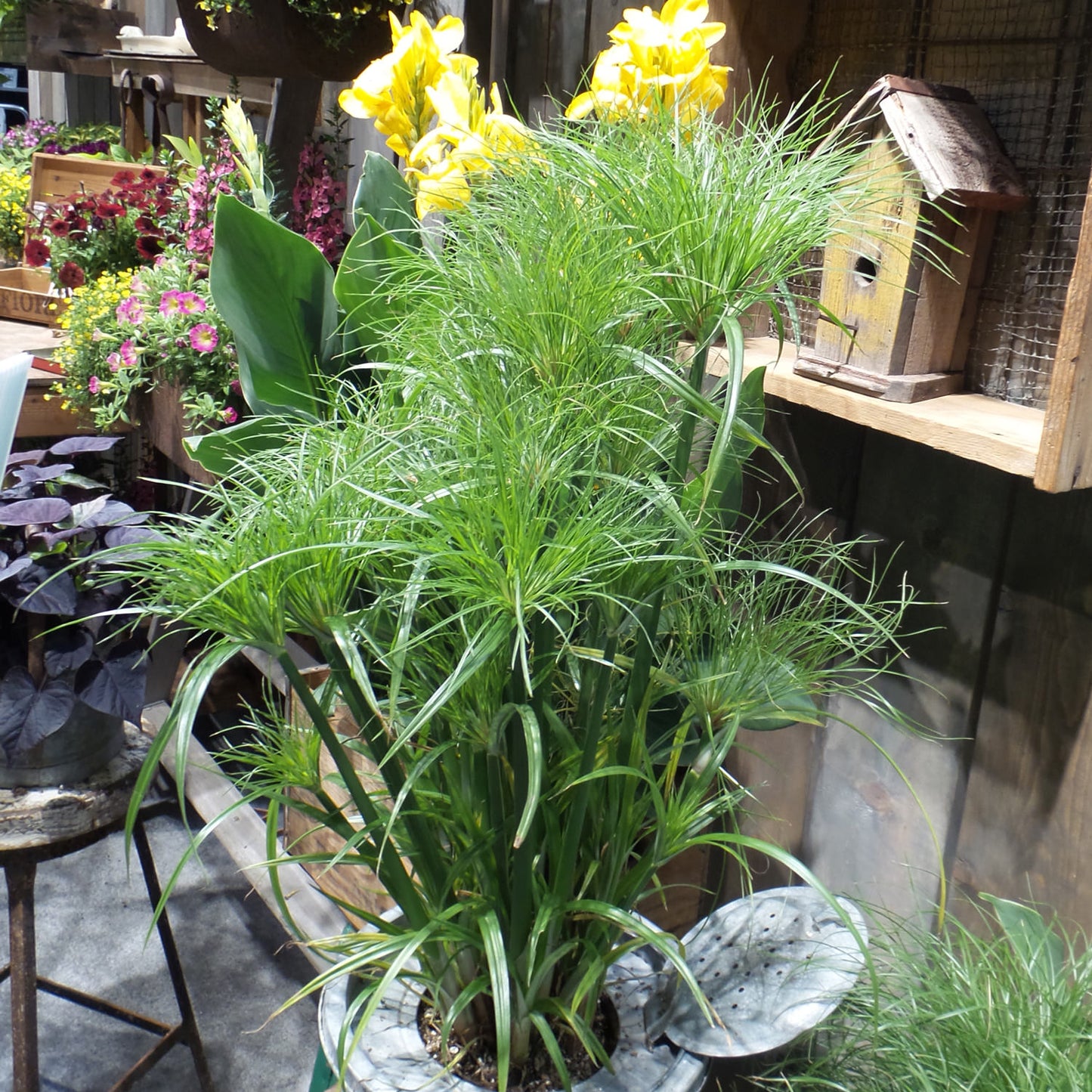 Graceful Grasses® Prince Tut™ Dwarf Egyptian Papyrus (Cyperus) - Photo Property of Garden Crossings LLC