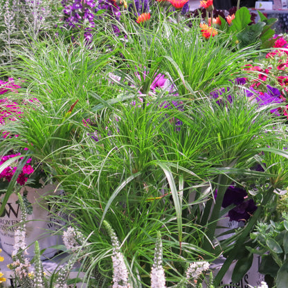 Graceful Grasses® Prince Tut™ Dwarf Egyptian Papyrus (Cyperus) - Photo Property of Garden Crossings LLC