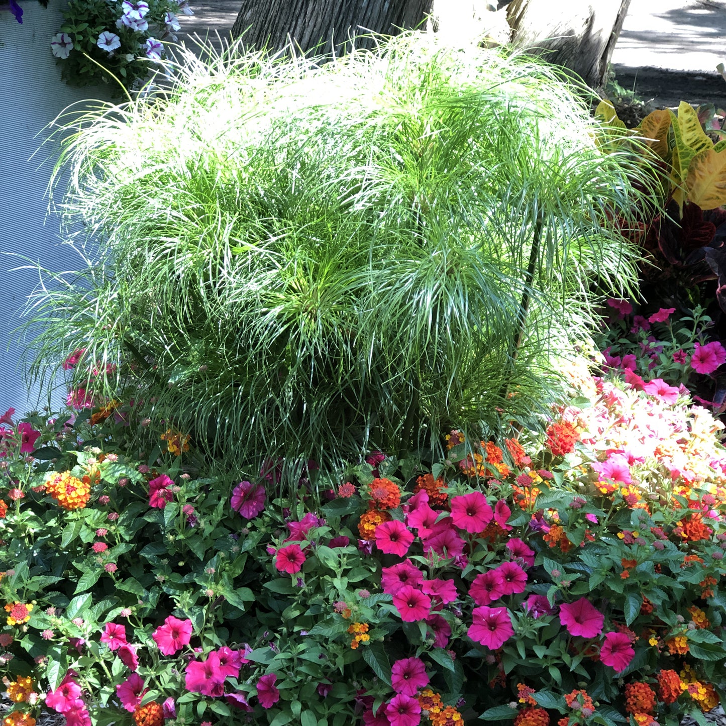 Graceful Grasses® Prince Tut™ Dwarf Egyptian Papyrus (Cyperus) - Photo Property of Garden Crossings LLC