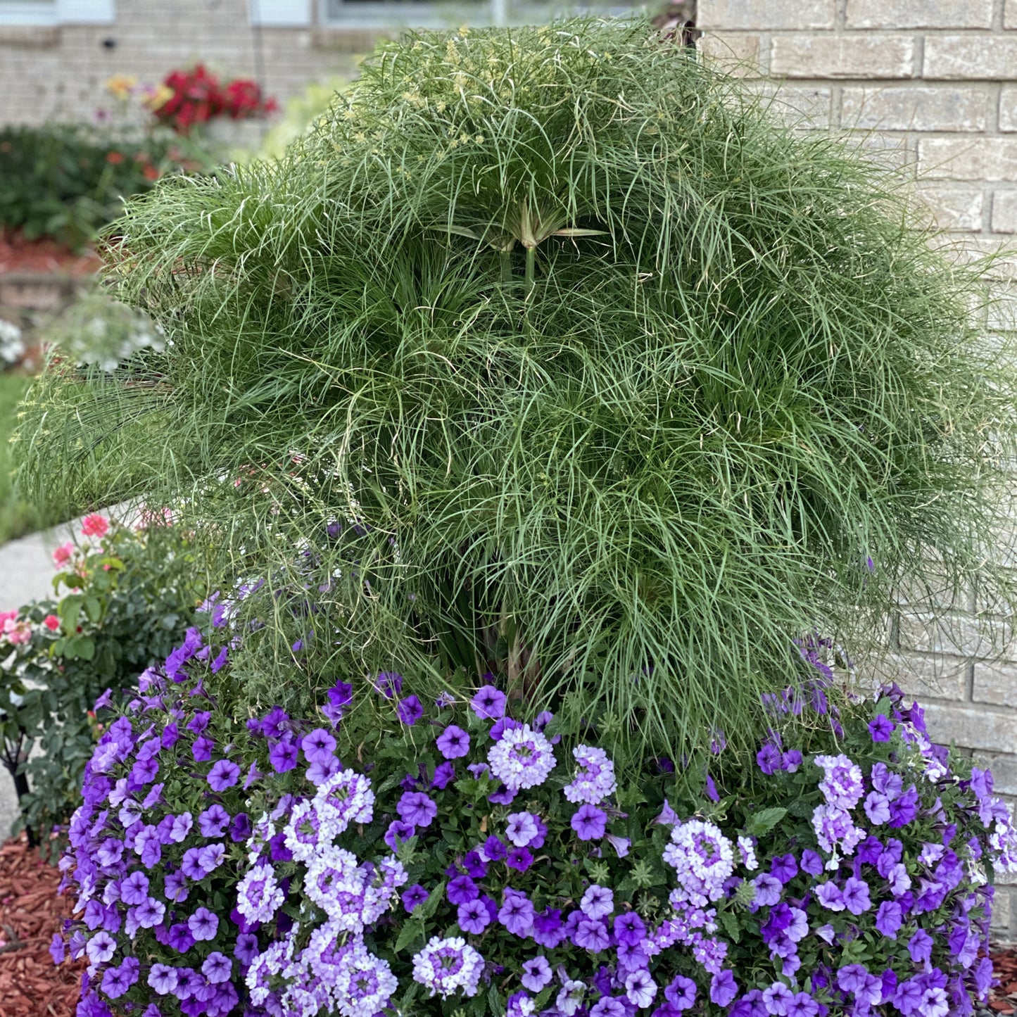 Graceful Grasses® Prince Tut™ Dwarf Egyptian Papyrus (Cyperus) - Photo Property of Garden Crossings LLC