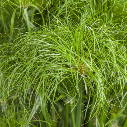 Graceful Grasses® Prince Tut™ Dwarf Egyptian Papyrus (Cyperus) - Photo Courtesy of Proven Winners, Inc.