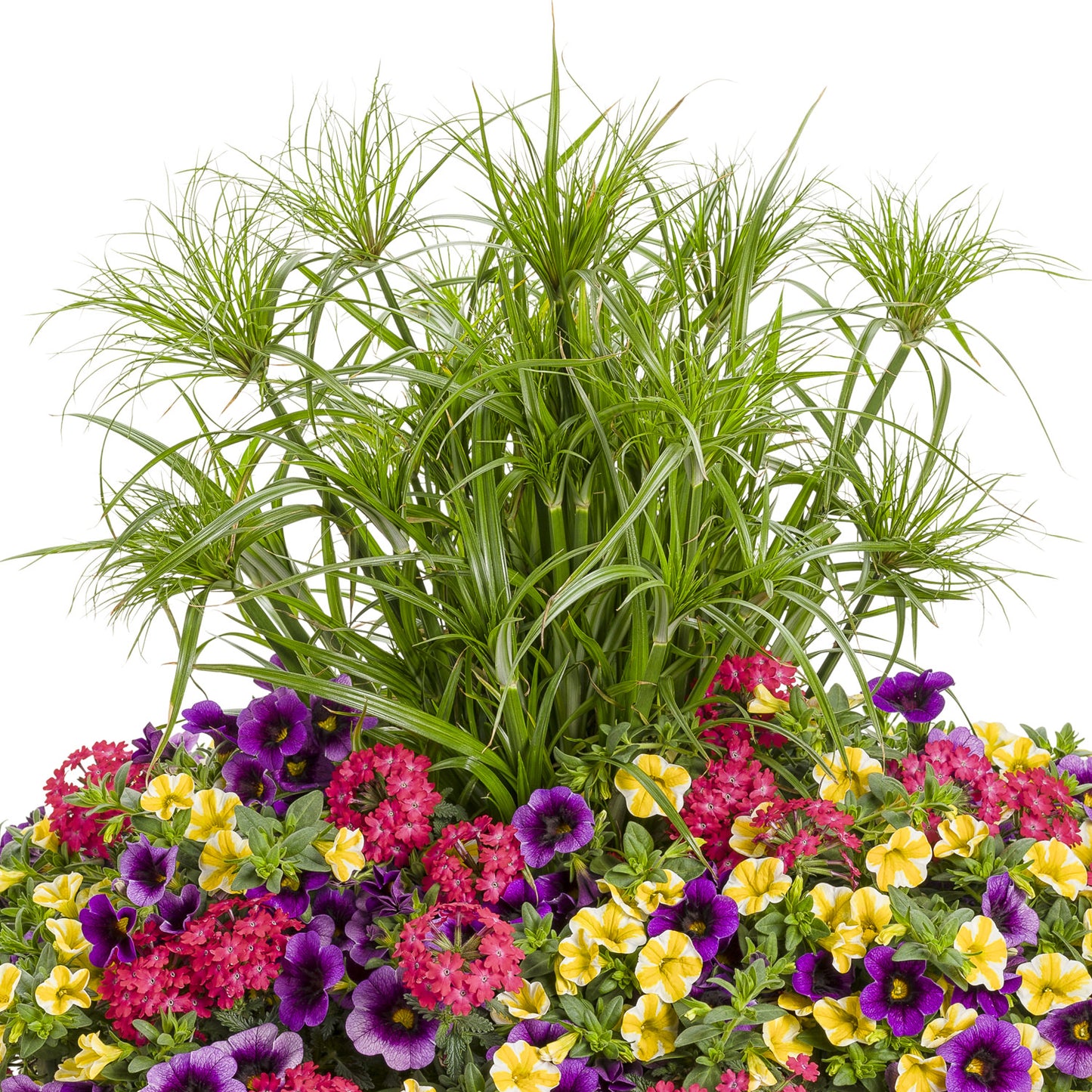 Graceful Grasses® Prince Tut™ Dwarf Egyptian Papyrus (Cyperus) - Photo Courtesy of Proven Winners, Inc.