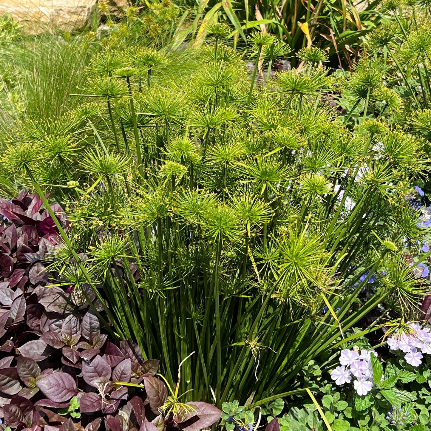 Graceful Grasses® Queen Tut™ Dwarf Papyrus (Cyperus) features tall, upright stems with spiky, umbrella-like tops, creating a striking focal point among lush greenery and blooming flowers in water gardens - Photo Property of Garden Crossings LLC.