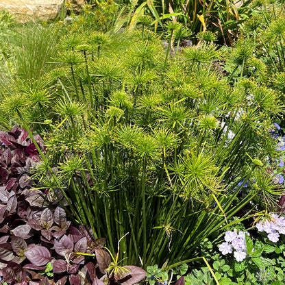 Graceful Grasses® Queen Tut™ Dwarf Papyrus (Cyperus) features tall, upright stems with spiky, umbrella-like tops, creating a striking focal point among lush greenery and blooming flowers in water gardens - Photo Property of Garden Crossings LLC.