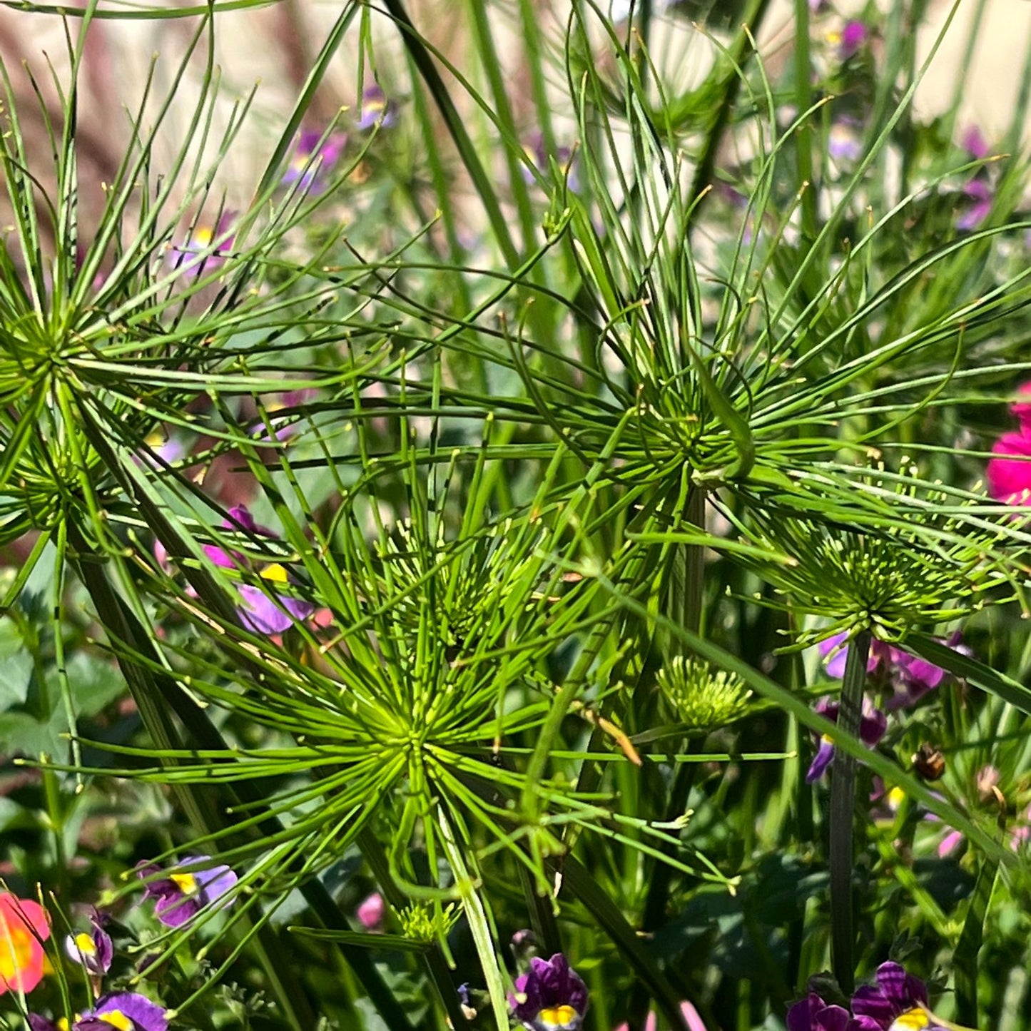 Close-up of Graceful Grasses® Queen Tut™ Dwarf Papyrus (Cyperus), a striking water garden plant, surrounded by small purple and pink flowers. Blurred stems and leaves in the background glow under bright sunlight - Photo Property of Garden Crossings LLC.