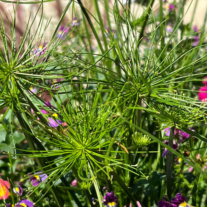 Close-up of Graceful Grasses® Queen Tut™ Dwarf Papyrus (Cyperus), a striking water garden plant, surrounded by small purple and pink flowers. Blurred stems and leaves in the background glow under bright sunlight - Photo Property of Garden Crossings LLC.