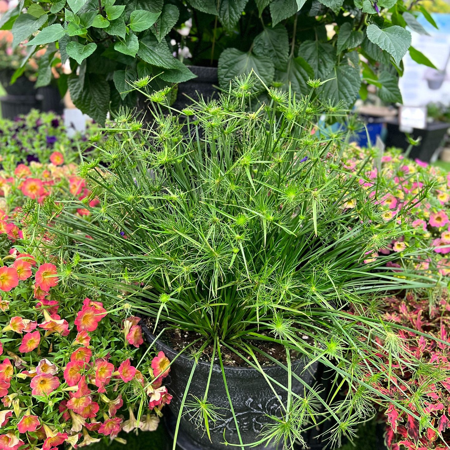 A Graceful Grasses® Queen Tut™ Dwarf Papyrus (Cyperus) with slender green stems and starburst clusters is surrounded by blooming pink and orange flowers amid lush foliage in a vibrant water garden - Photo Property of Garden Crossings LLC. Decorative pot not included.