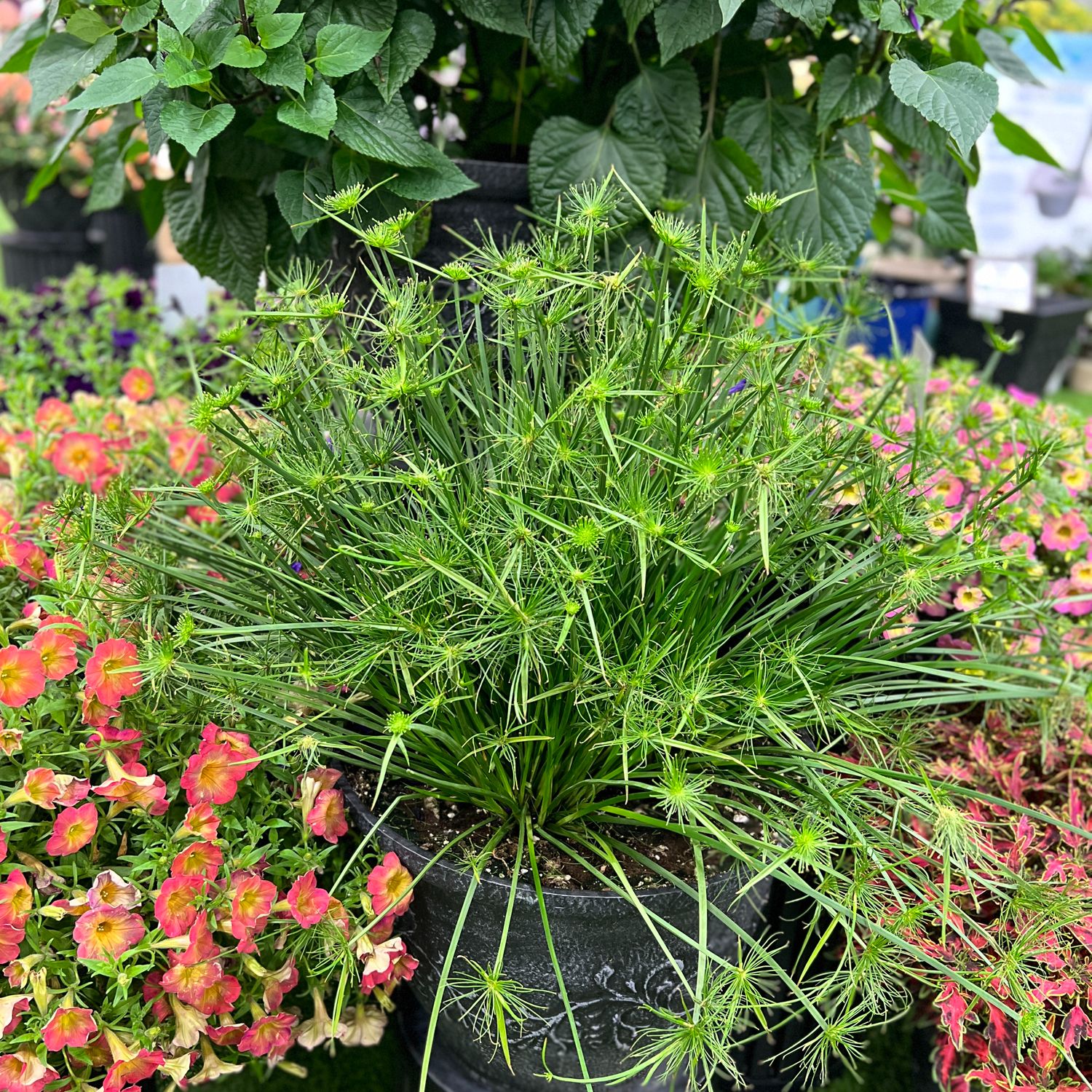 A Graceful Grasses® Queen Tut™ Dwarf Papyrus (Cyperus) with slender green stems and starburst clusters is surrounded by blooming pink and orange flowers amid lush foliage in a vibrant water garden - Photo Property of Garden Crossings LLC. Decorative pot not included.