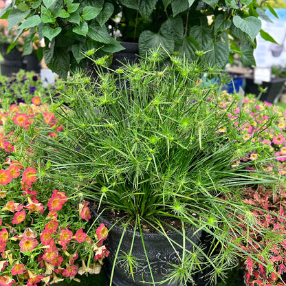 A Graceful Grasses® Queen Tut™ Dwarf Papyrus (Cyperus) with slender green stems and starburst clusters is surrounded by blooming pink and orange flowers amid lush foliage in a vibrant water garden - Photo Property of Garden Crossings LLC. Decorative pot not included.