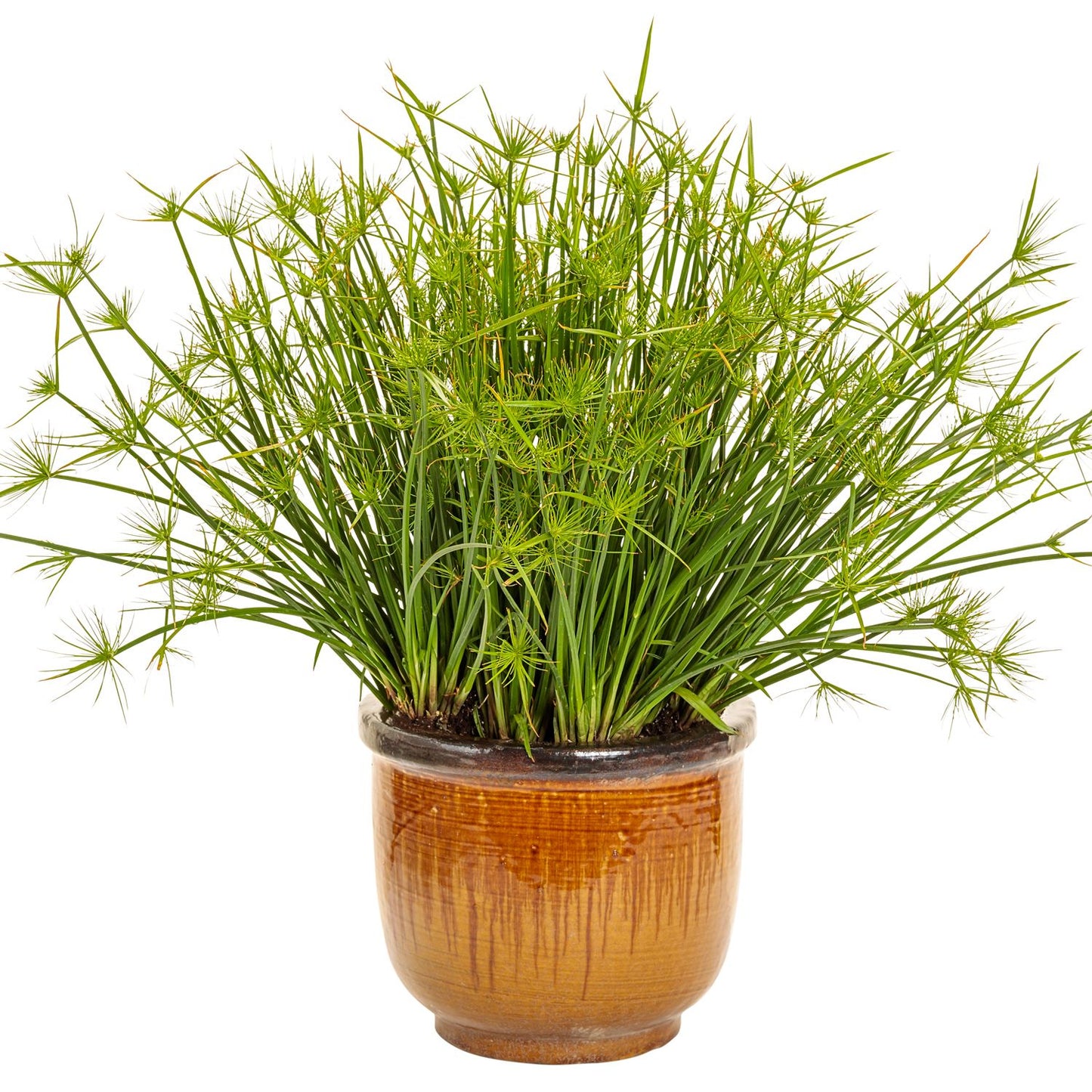 The Graceful Grasses® Queen Tut™ Dwarf Papyrus (Cyperus) features long, slender green stems with tufted ends in a glossy brown ceramic pot, isolated on white - Photo Courtesy of Proven Winners, Inc. Decorative pot not included.