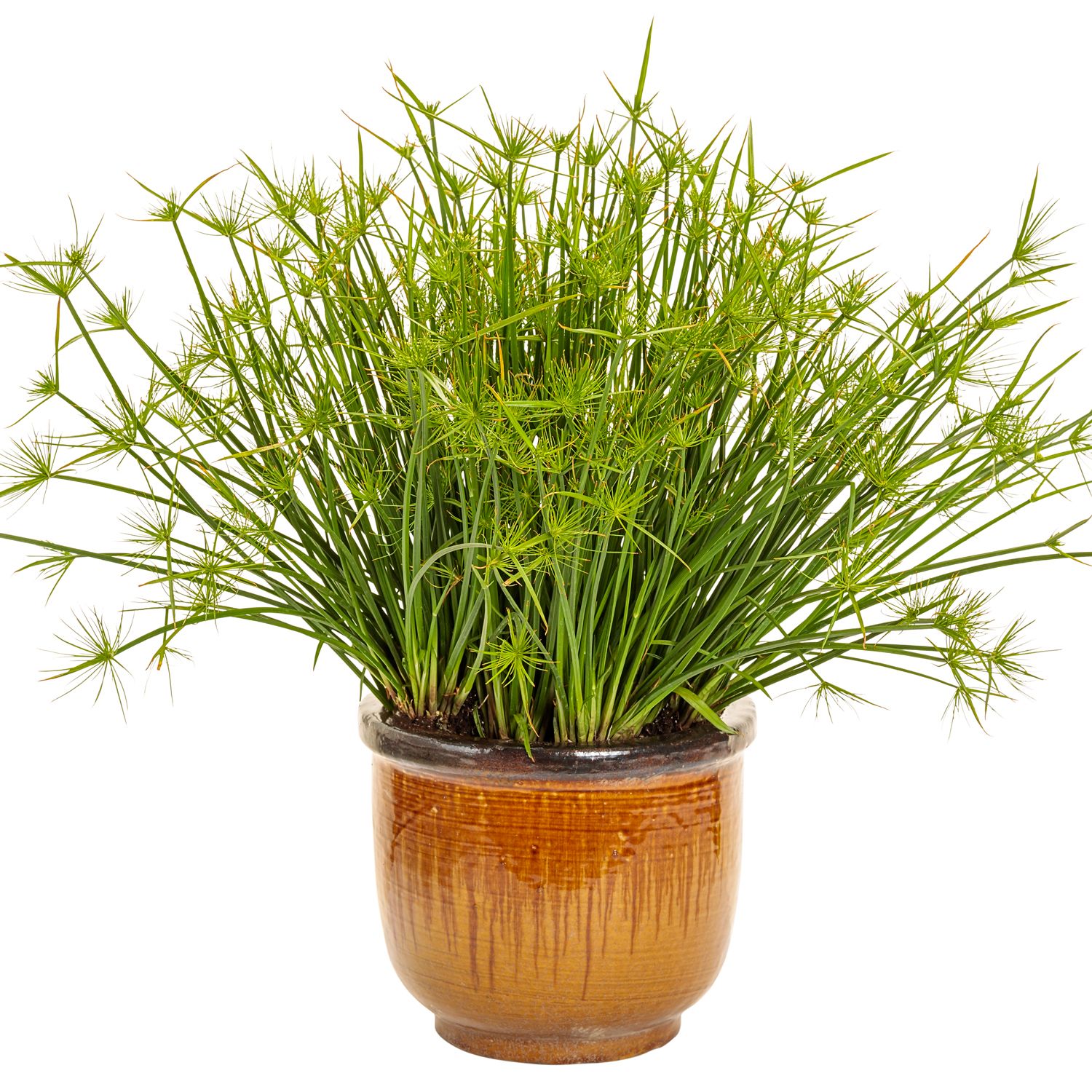 The Graceful Grasses® Queen Tut™ Dwarf Papyrus (Cyperus) features long, slender green stems with tufted ends in a glossy brown ceramic pot, isolated on white - Photo Courtesy of Proven Winners, Inc. Decorative pot not included.