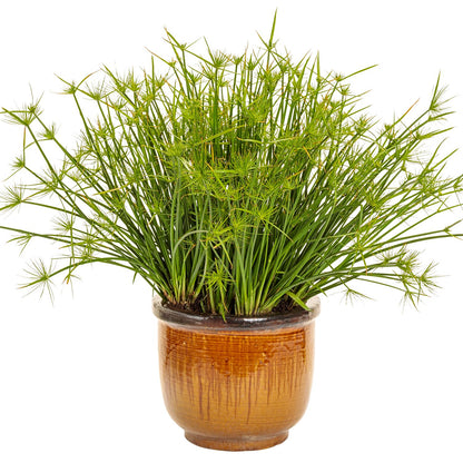 The Graceful Grasses® Queen Tut™ Dwarf Papyrus (Cyperus) features long, slender green stems with tufted ends in a glossy brown ceramic pot, isolated on white - Photo Courtesy of Proven Winners, Inc. Decorative pot not included.