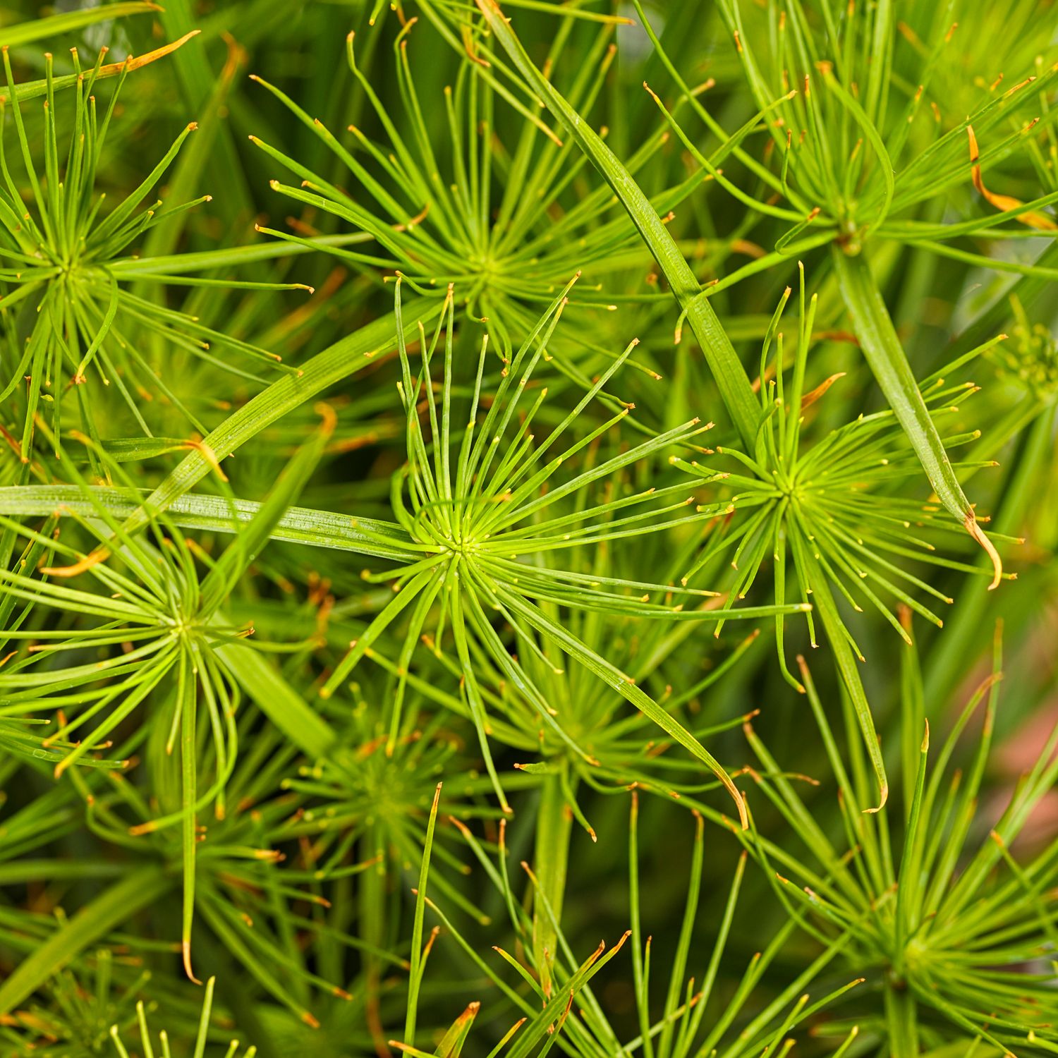 Close-up of several green Graceful Grasses® Queen Tut™ Dwarf Papyrus (Cyperus) stems, each ending in thin, radiating leaves forming starburst patterns against a lush water garden background - Photo Courtesy of Proven Winners, Inc.