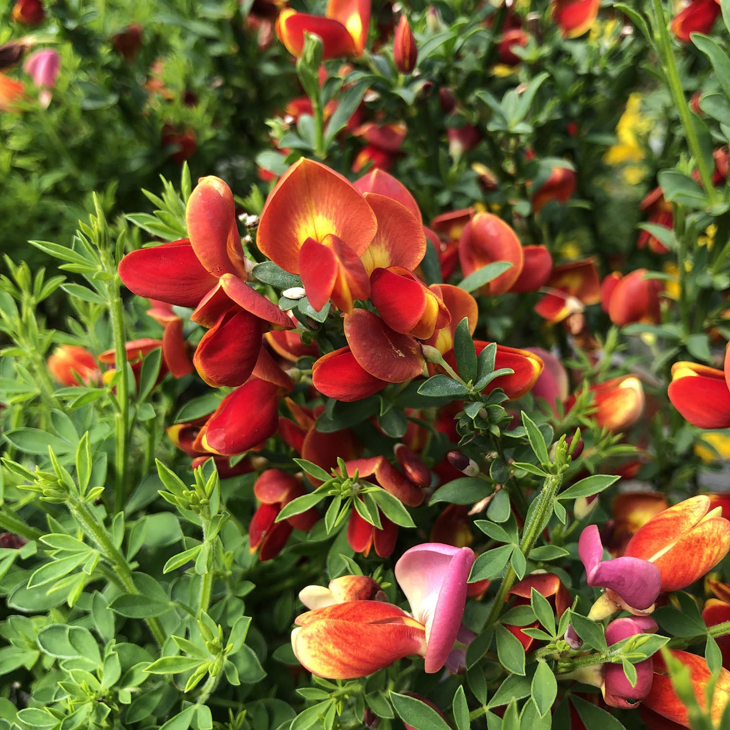Sister Redhead® Scotch Broom (Cytisus) - Photo Property of Garden Crossings LLC