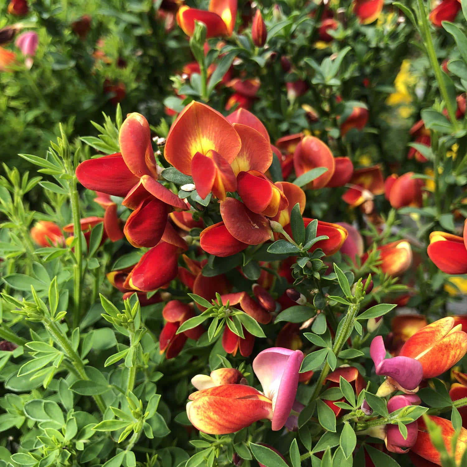 Sister Redhead® Scotch Broom (Cytisus) - Photo Property of Garden Crossings LLC