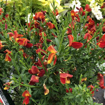 Sister Redhead® Scotch Broom (Cytisus) - Photo Property of Garden Crossings LLC