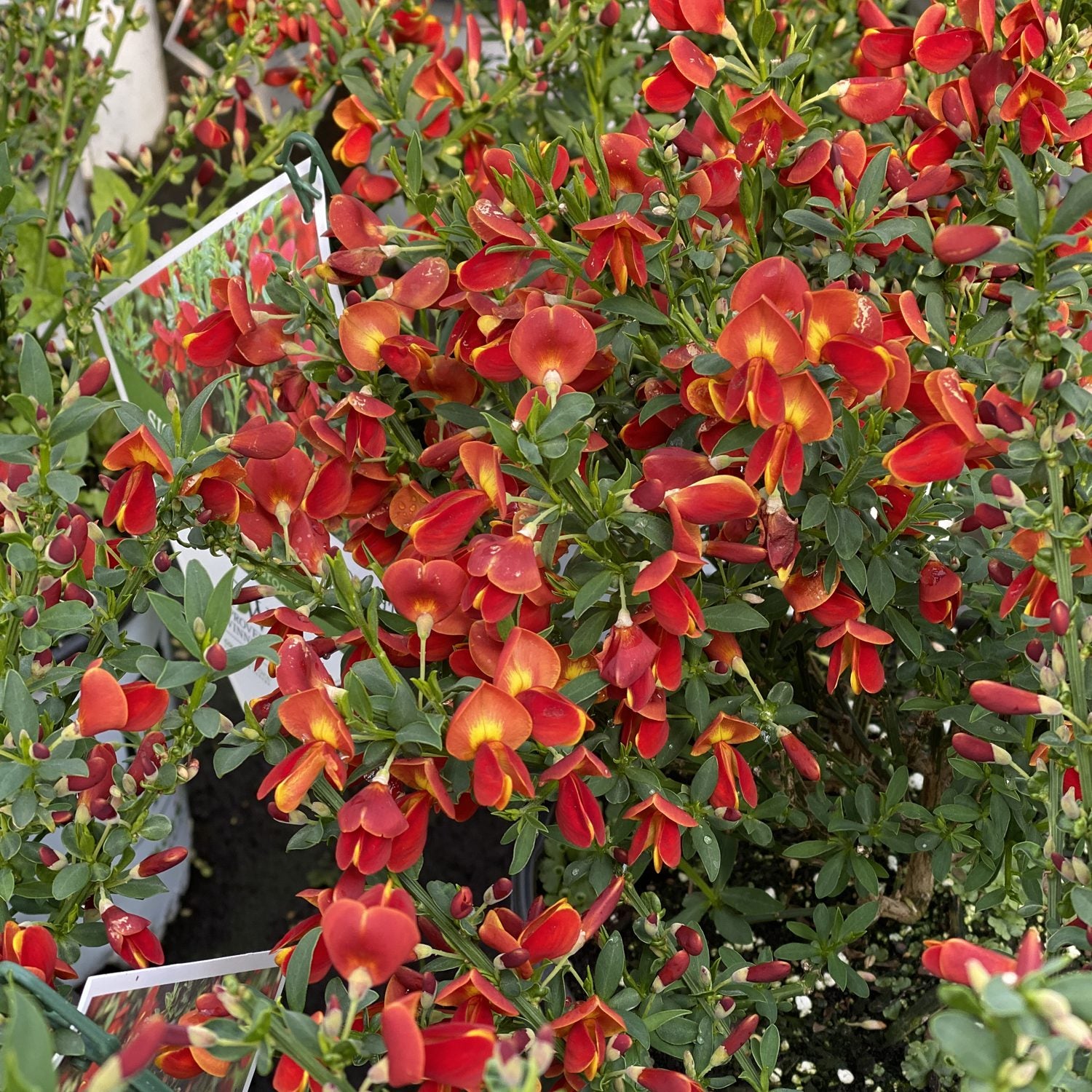 Sister Redhead® Scotch Broom (Cytisus) - Photo Property of Garden Crossings LLC