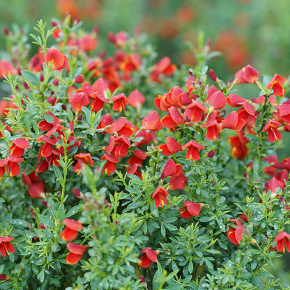 Sister Redhead® Scotch Broom (Cytisus) - Photo Courtesy of Proven Winners, Inc.