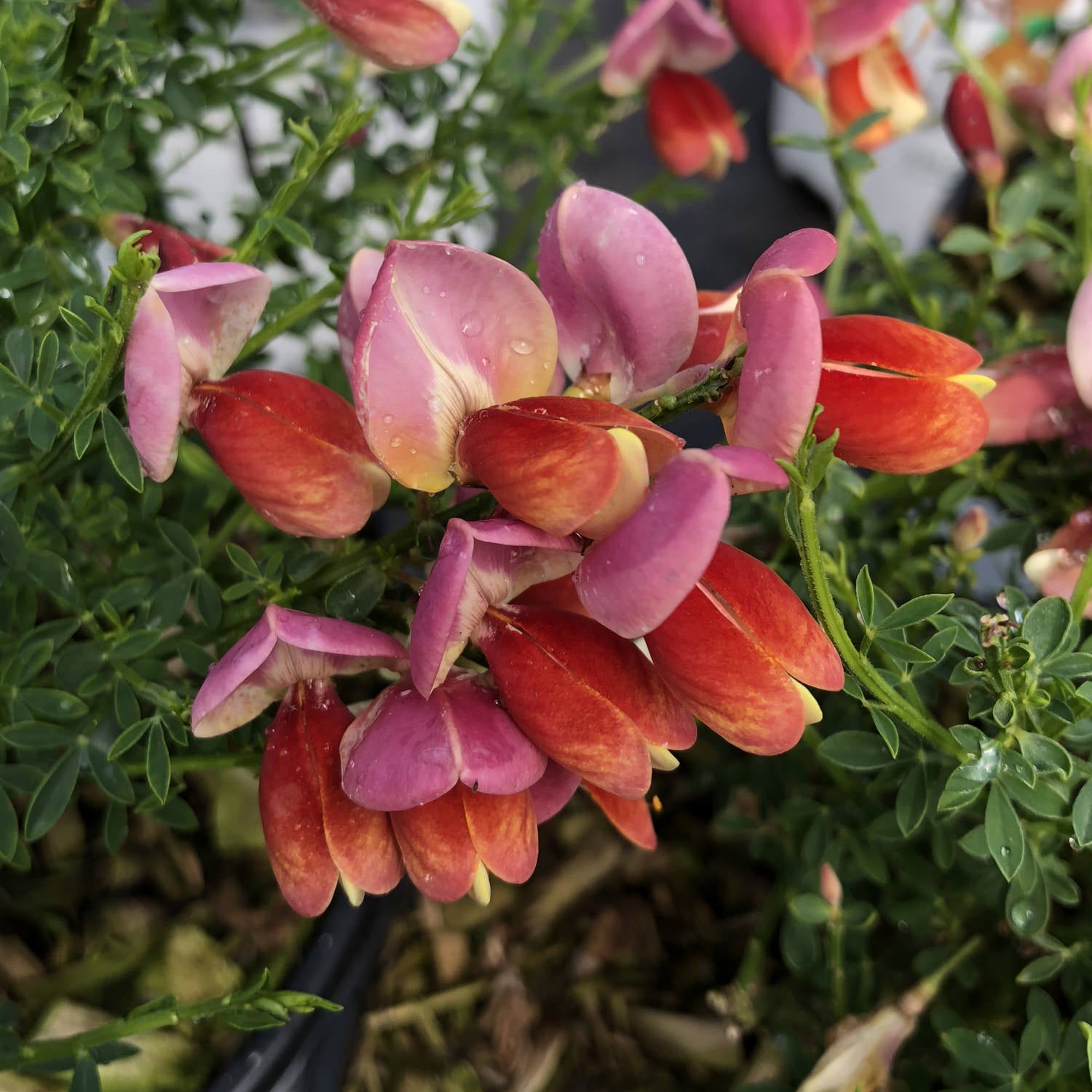 Sister Rosie® Scotch Broom (Cytisus)