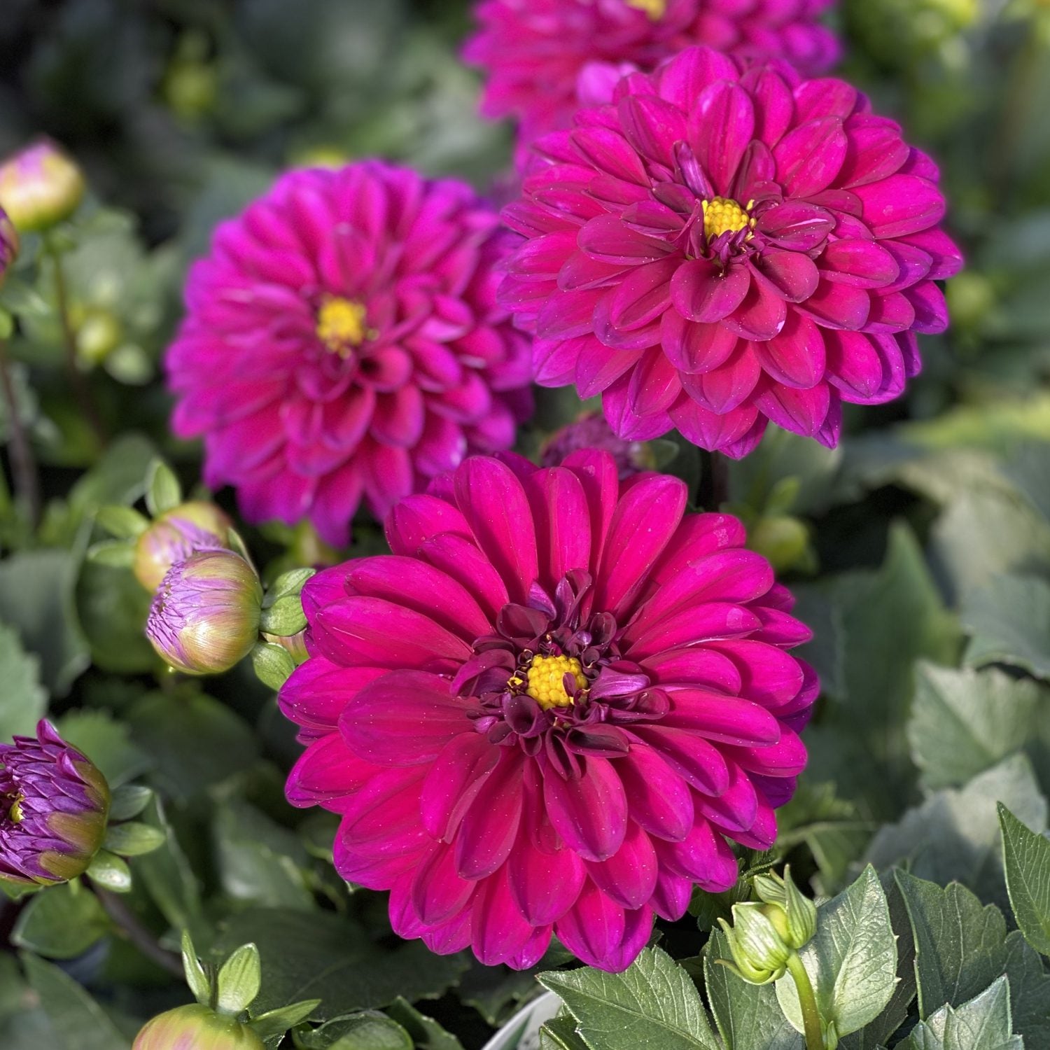 Close-up of vibrant magenta Dalina® Grande Castillo Dahlia with yellow centers, surrounded by green leaves and unopened buds, blooming beautifully - Photo Property of Garden Crossings LLC
