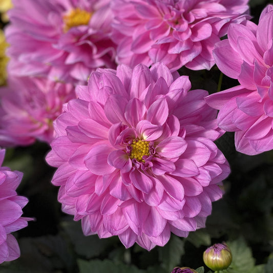 Close-up of Dalina® Grande Cozumel Dahlia in vivid bubblegum pink, fully bloomed with layered petals and a yellow center, set against green leaves and buds - Photo Property of Garden Crossings LLC