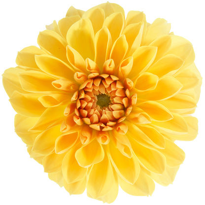 A close-up of the vivid Dalina® Grande Romero Dahlia in full bloom, showcasing its layered petals radiating from the center against a white background - Photo Courtesy of Ball Horticulure, Inc.