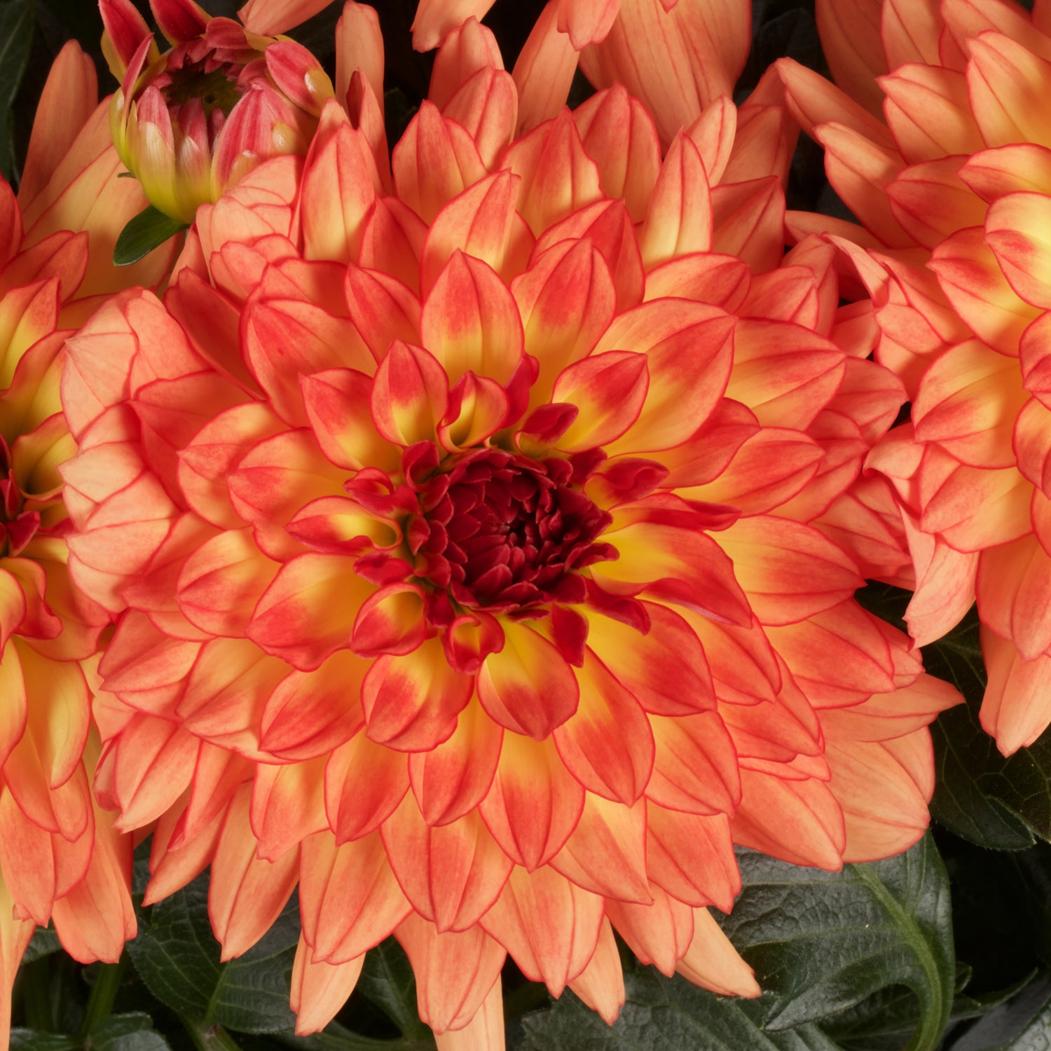 Close-up of a vibrant Dalina® Grande Tequila Dahlia with orange petals tipped in red and a yellow center, surrounded by green leaves and other yellow-orange dahlias - Photo Courtesy of Ball Horticulure, Inc.
