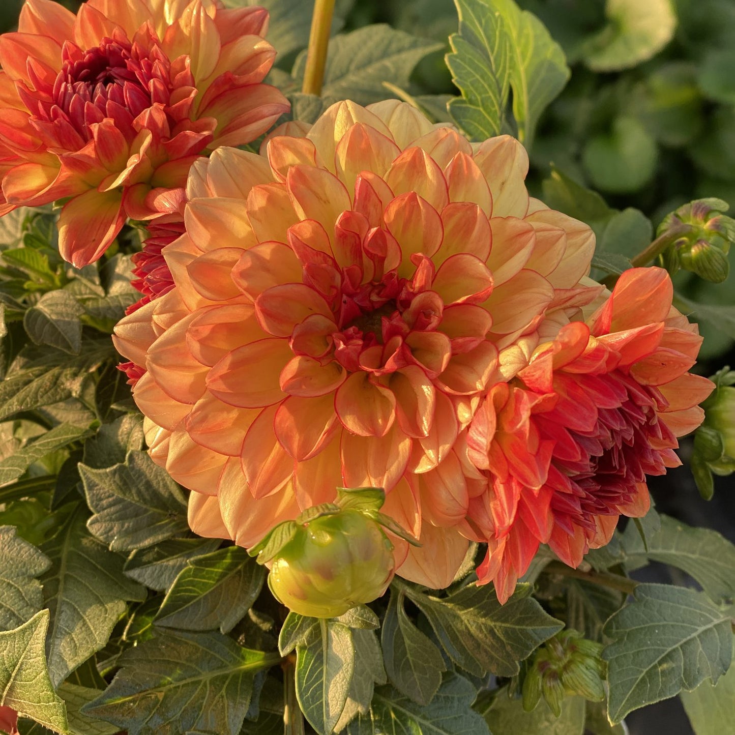 Close-up of vibrant yellow-orange Dalina® Grande Tequila Dahlia flowers in full bloom among green leaves and buds, bathed in warm sunlight - Photo Property of Garden Crossings LLC