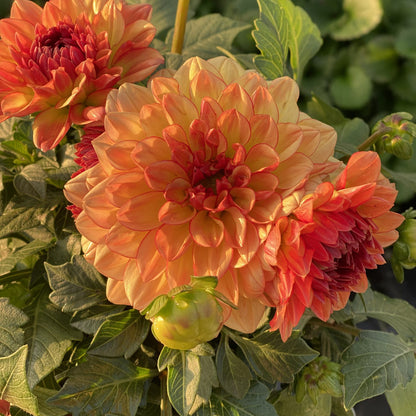 Close-up of vibrant yellow-orange Dalina® Grande Tequila Dahlia flowers in full bloom among green leaves and buds, bathed in warm sunlight - Photo Property of Garden Crossings LLC