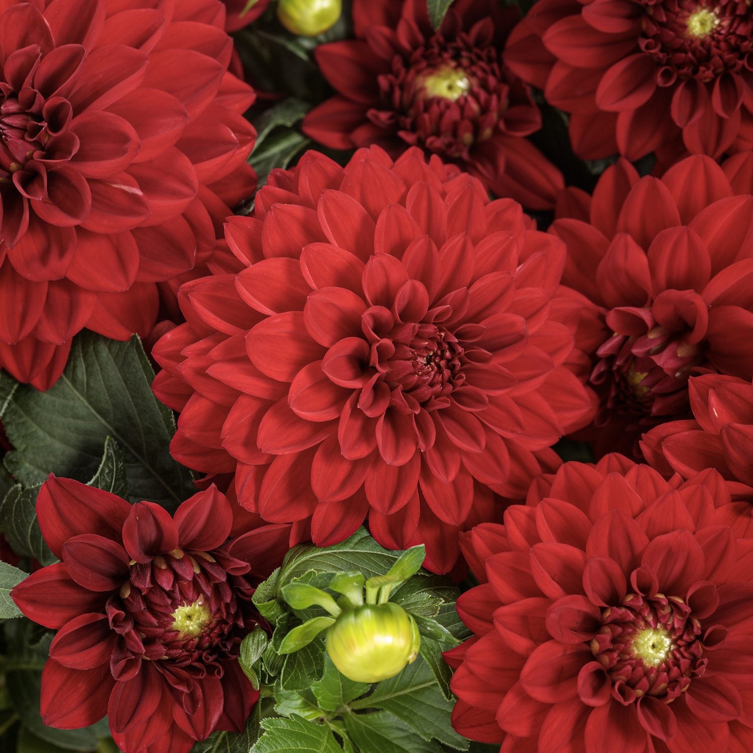 Close-up of vibrant deep red dahlias, Virtuoso™ Classy Carmine™ Dahlia with layered petals, surrounded by green leaves and a few unopened yellow-green buds - Photo Curtesy of Proven Winners, Inc.