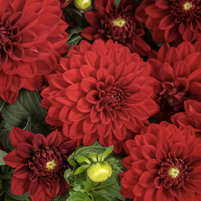 Close-up of vibrant deep red dahlias, Virtuoso™ Classy Carmine™ Dahlia with layered petals, surrounded by green leaves and a few unopened yellow-green buds - Photo Curtesy of Proven Winners, Inc.